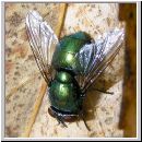 Lucilia sp - Schmeissfliege Goldfliege 10.jpg